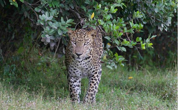 Leopard safari