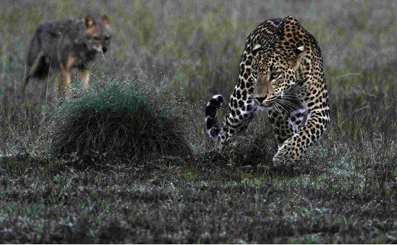 Leopard Spotting