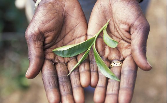 Tea leaf
