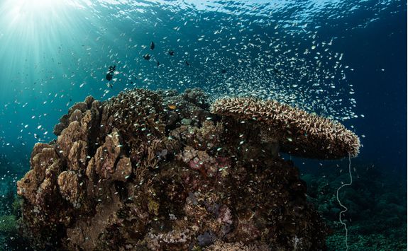 An underwater photo of a coral reef in Komodo