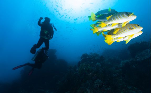 A scuba diver in Komodo with fish
