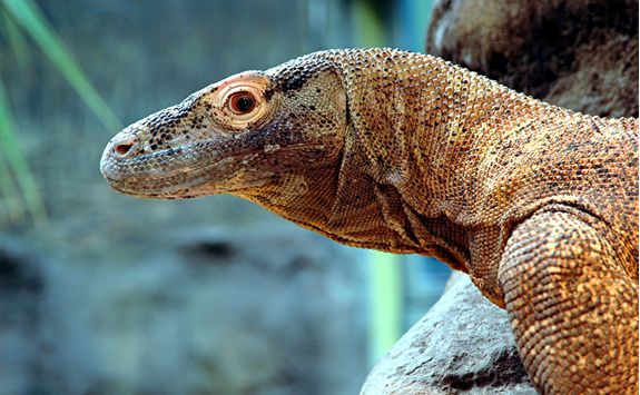 A komodo dragon