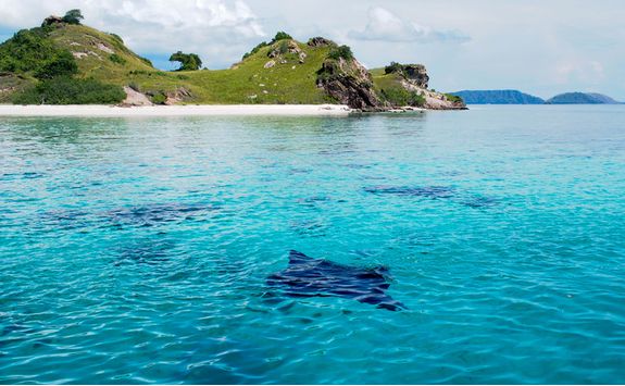 Manta Rays in Komodo