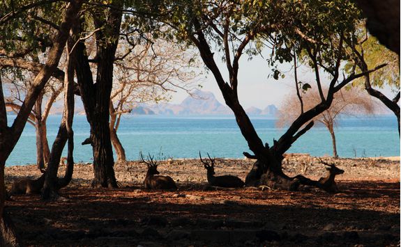 Deer resting on Komodo Island