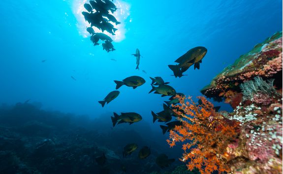 Coral reef and fish in Komodo