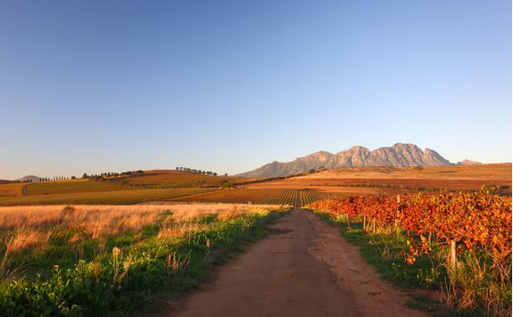 Vineyard road