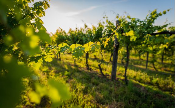 Vines, South Africa