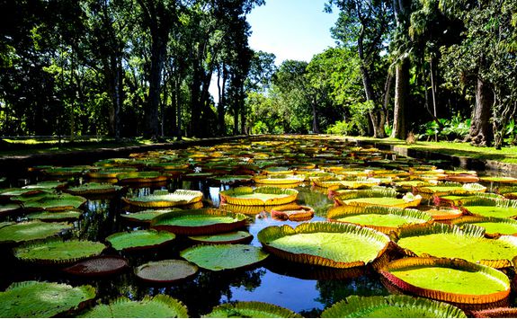Botanical Gardens Mauritius