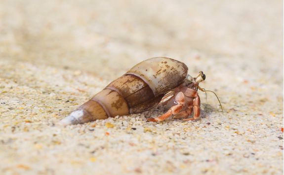 Hermit crab in the Andaman Islands