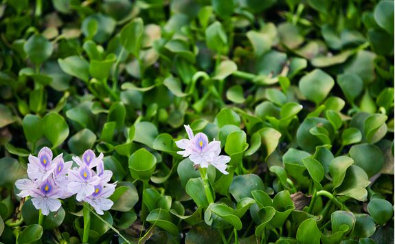 lake vembanad waterlilies