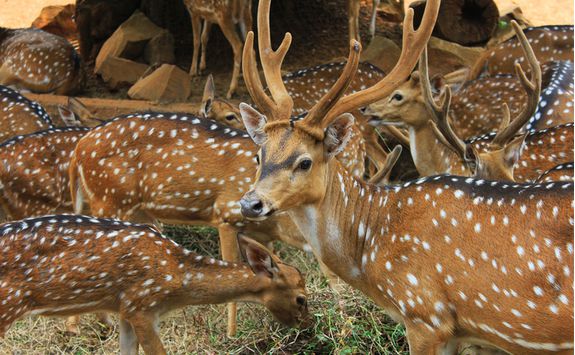 deer in nagarhole national park