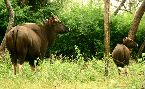 bison in nagarhole national ark