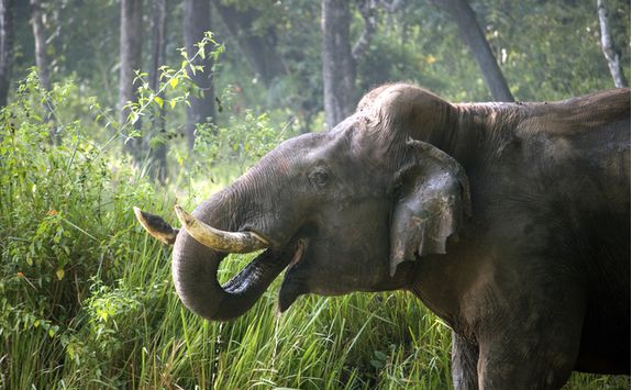 elephant in nagarhole national ark