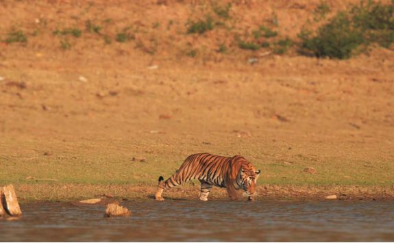 tiger kabini wetlands