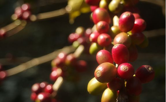 coorg coffee beans