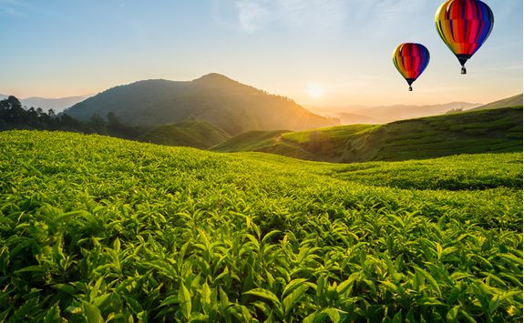 Balloons flying over the tea hills in Sri Lanka