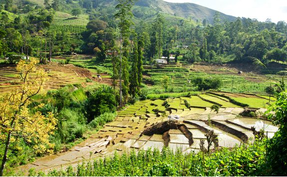 Tea Hills Country