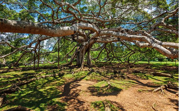Botanical Gardens in Kandy