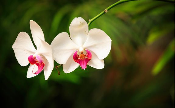 Orchids in Kandy
