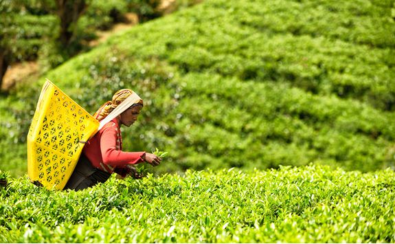 A tea farmer picking tea leaves