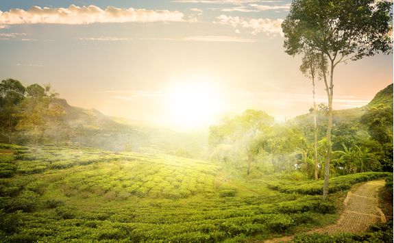 Sunrise over the tea hills