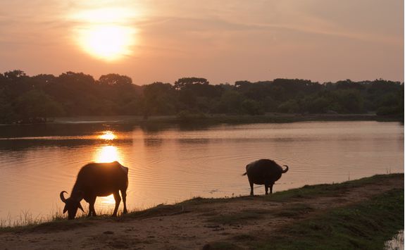 Water buffalo drinking at Yala