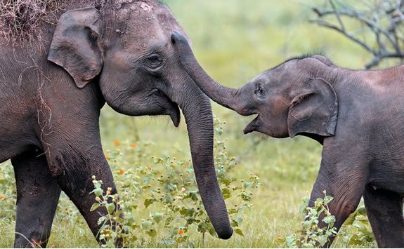 Elephants playing in Yala