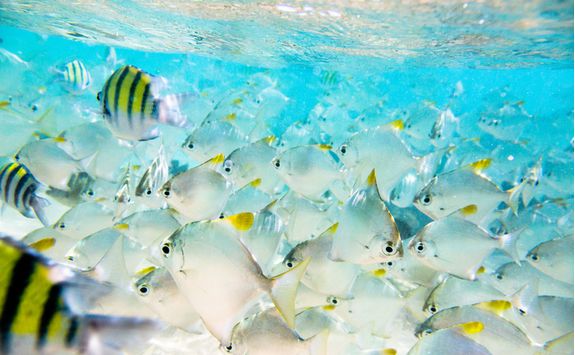 Fish in the southern Sri Lankan Ocean