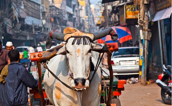 Delhi Street