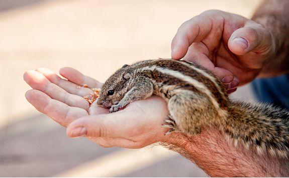 Squirrel, India