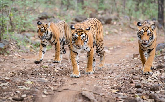 Tigers, India