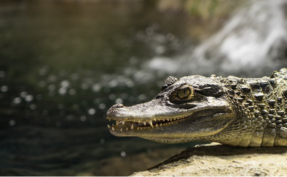 Crocodile, India