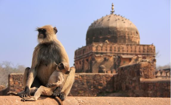 Ranthambore Fort