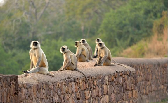 Monkeys, Ranthambore