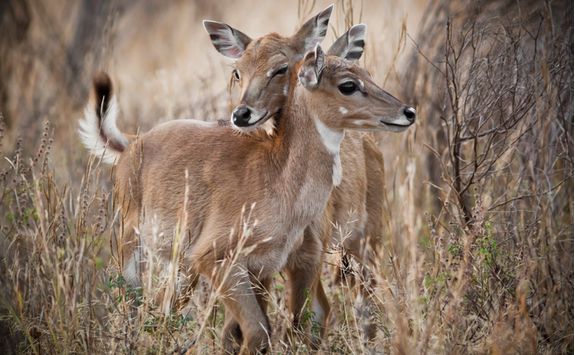 Deers, Ranthambore National Park