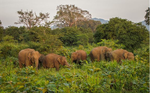 udawalawe