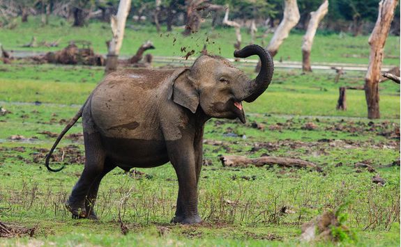 chena huts elephant