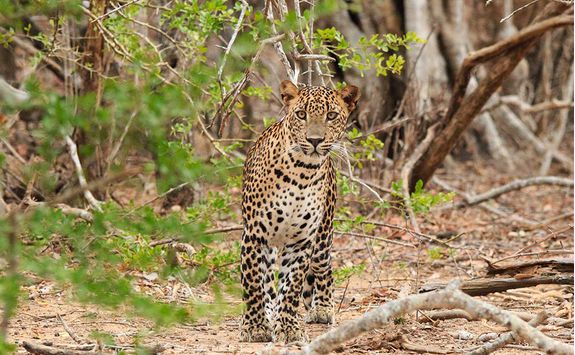 chena huts yala leopard