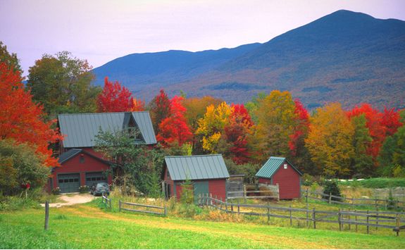 Trees in Vermont