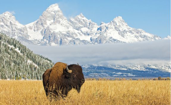 bison safari