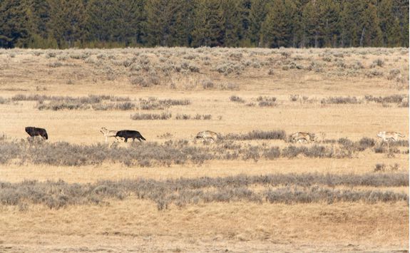 Wapiti