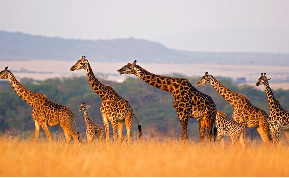 A herd of giraffes in the Serengeti National Park
