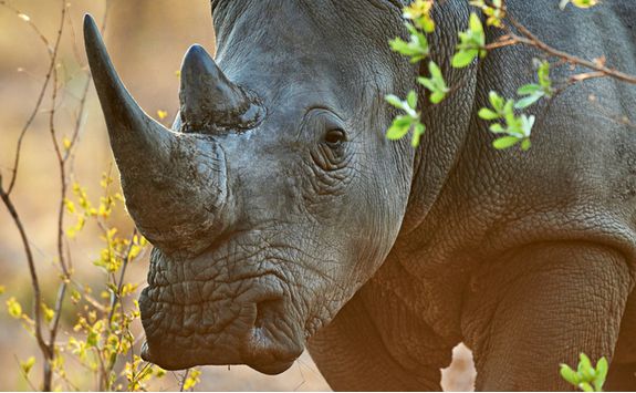 Rhino