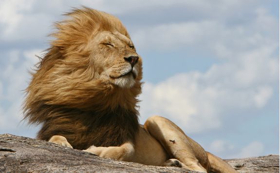 A lion in the Serengeti