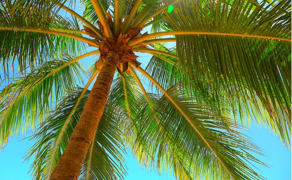 Palm tree leaves in Zanzibar