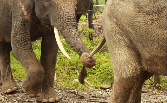 elephant_sanctuary
