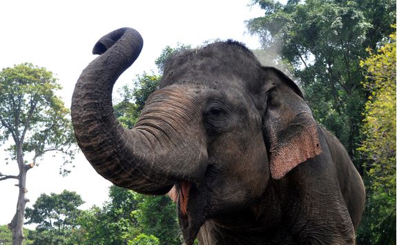 playful_elephant