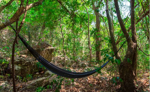 rainforest_hammock