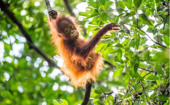 baby_orangutan