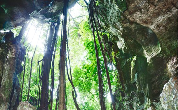 rainforest_caves